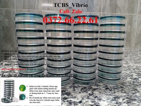 Đĩa kiểm khuẩn trên tôm - môi trường tcbs