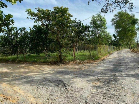 Cần bán vườn bưởi nghỉ dưỡng giá f0 chỉ 920 triệu, SHR, chính chủ