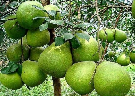 Cần bán vườn bưởi nghỉ dưỡng giá f0 chỉ 920 triệu, SHR, chính chủ