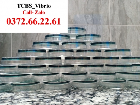 Thạch TCBS kiểm tra tổng khuẩn trên tôm nước mặn
