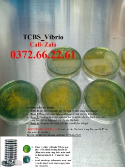 Vibrio trên tcbs nuôi cấy, định lượng, đánh giá chính xác