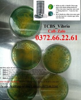 Đĩa kiểm khuẩn trên tôm - môi trường tcbs giá rẻ