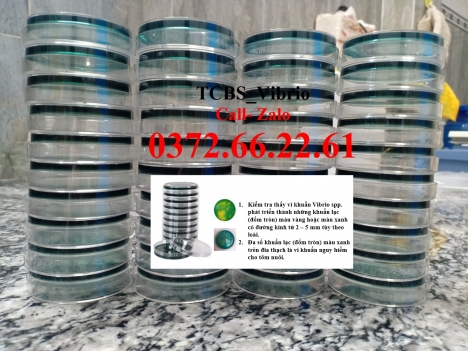 Cách kiểm tra sự hiện diện của vibrio trong môi trường nước nuôi tôm cá - TCBS Agar