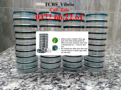 Cách kiểm tra nhanh khuẩn gây hại trong ao tôm - TCBS Agar