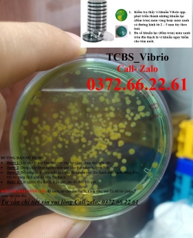 Phân lập vibrio gây hại trên tôm cá bằng môi trường tcbs agar