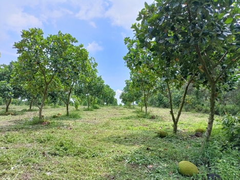 Mở bán 20 lô đất vườn view hồ mặt đường bê tông 5m, SHR, giá F0, tặng ngay vườn điều, mít, 1 năm