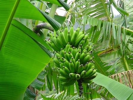 Bán đất vườn sổ riêng tại BÀU HÀM THỐNG NHẤT giá cực rẻ Lh