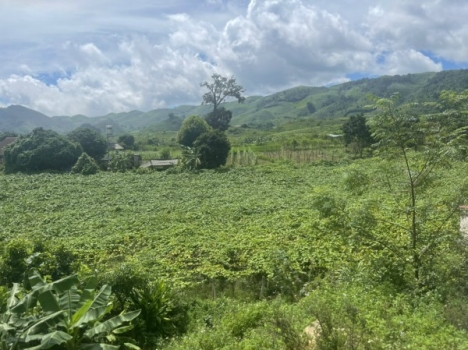 Bán mảnh Mộc Châu, Phiêng Luông 289m2