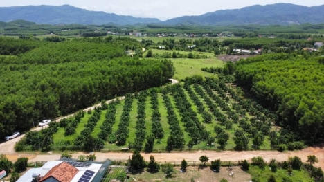 Bán Lô Đất Vườn Bưởi Khánh Bình Khánh Vĩnh Khánh Hòa