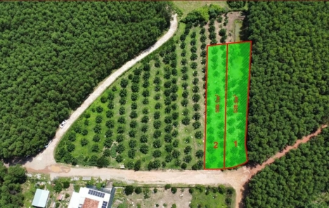 Bán Lô Đất Vườn Bưởi Khánh Bình Khánh Vĩnh Khánh Hòa