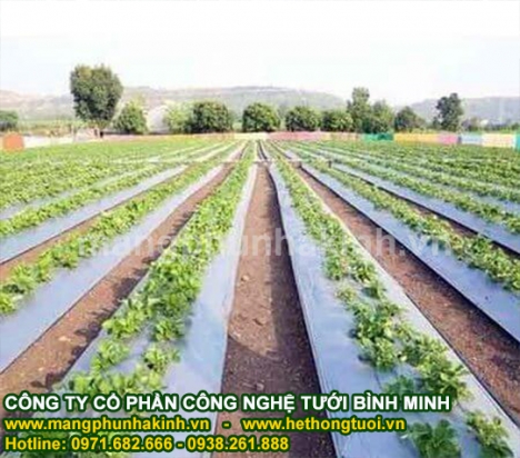 Màng phủ nông nghiệp, màng phủ sinh học, màng nilon phủ đất