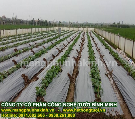 Màng phủ nông nghiệp, màng phủ sinh học, màng nilon phủ đất