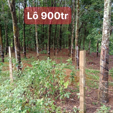 Chính chủ bán 2 lô đất Xã Thanh Hòa Bù Đốp Bình Phước