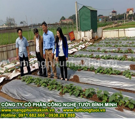 Màng phủ nông nghiệp, màng phủ sinh học, màng nilon phủ đất