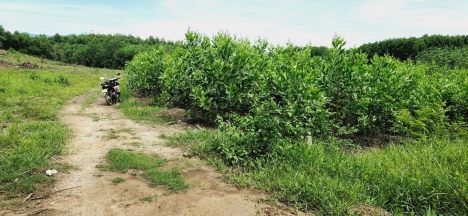 Đất bhk Diên Xuân thôn Xuân Tây