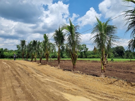Cần bán đất Xuân Tây, Cẩm Mỹ 1 sào sổ hồng riêng giá cực rẻ đường vô thông thoáng