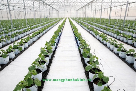 Bạt trải nền diệt cỏ, màng phủ đất trong nhà màng