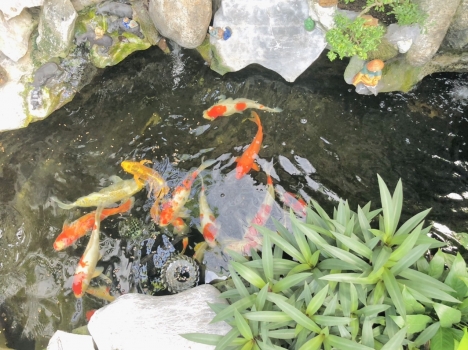 Bán nhà ngang 7m dài 21 khu gia đình cán bộ quân đoàn 4 phường tân phong biên hòa đồng nai