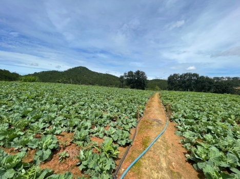 MT dài 100m View Đỉnh cách Chợ Đà Lạt 3km - Giá 8tr/m2