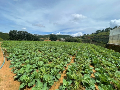 MT dài 100m View Đỉnh cách Chợ Đà Lạt 3km - Giá 8tr/m2