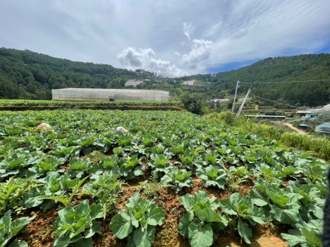 MT dài 100m View Đỉnh cách Chợ Đà Lạt 3km - Giá 8tr/m2