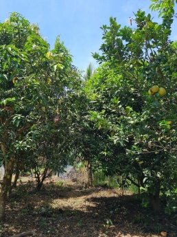 Bán Lô Đất Vườn Tỉnh Lộ 2 Diên Thọ diên Khánh Khánh Hòa Thích Hợp Làm Vườn NGhĩ DƯỡng Kinh DOanh