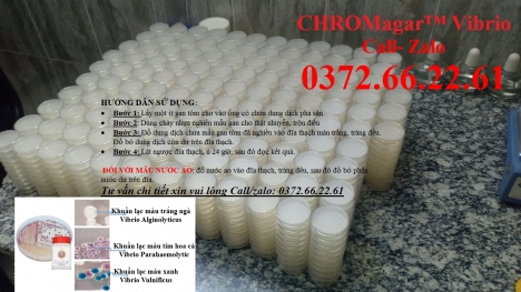 Đĩa kiểm khuẩn gây bệnh ems trên tôm