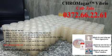 Đĩa kiểm khuẩn gây bệnh ems trên tôm
