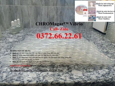Đĩa kiểm khuẩn gây bệnh ems trên tôm