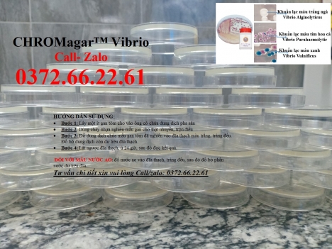Đĩa kiểm khuẩn chromagar đổ sẵn  - test nhanh khuẩn gây bệnh trên tôm