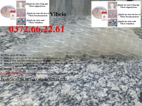 Đĩa kiểm khuẩn chromagar đổ sẵn  - test nhanh khuẩn gây bệnh trên tôm