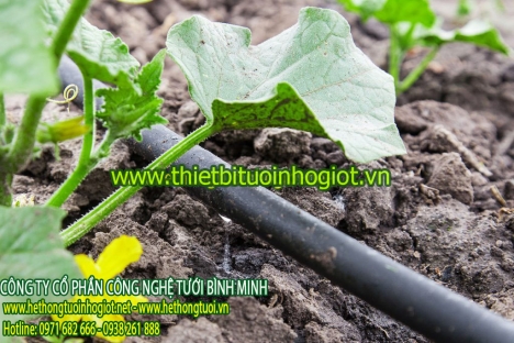 Ống nhỏ giọt dải luống, phụ kiện nhỏ giọt dải luống, tưới nhỏ giọt dải luống