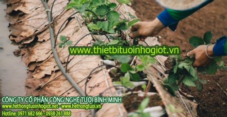 Ống nhỏ giọt dải luống, phụ kiện nhỏ giọt dải luống, tưới nhỏ giọt dải luống
