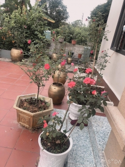 Chưa đến 2 tỉ bạc ko mua đây thì mua đâu.!? Diện tích sổ đỏ 735m2
cách đường 18 chỉ hơn 1km. Cách