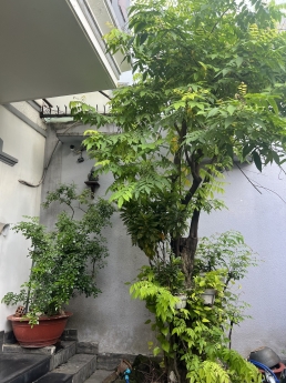 Bán gấp biệt thự cổ tạo lạc trên MT Đội Cung, F11, Q11