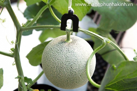 Dây treo cà chua, dây se nông nghiệp, dây treo trái, dây treo nhà kính, dây treo chuyên dụng