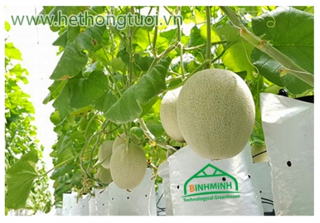 Dây treo cà chua, dây se nông nghiệp, dây treo trái, dây treo nhà kính, dây treo chuyên dụng