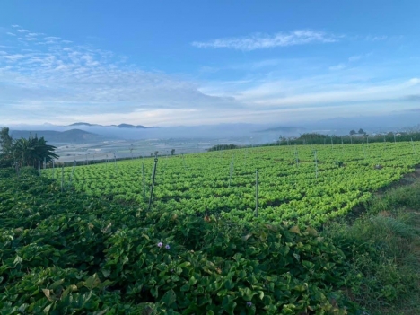 BÁN 2 LÔ ĐẤT NÔNG NGHIỆP QUY HOẠCH THỔ CƯ ĐẸP BẰNG PHẲNG VIEW ĐỒI THÔNG SĂN MÂY TẠI ĐƠN DƯƠNG - ĐÀ