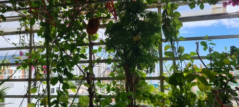 Chính chủ cần bán chung cư A2-705 Vicoland Vân Đồn, Đà Nẵng, Giá Rẻ, Vị Trí Đẹp