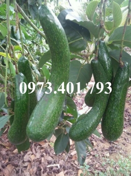 CÂY GIỐNG BƠ 034