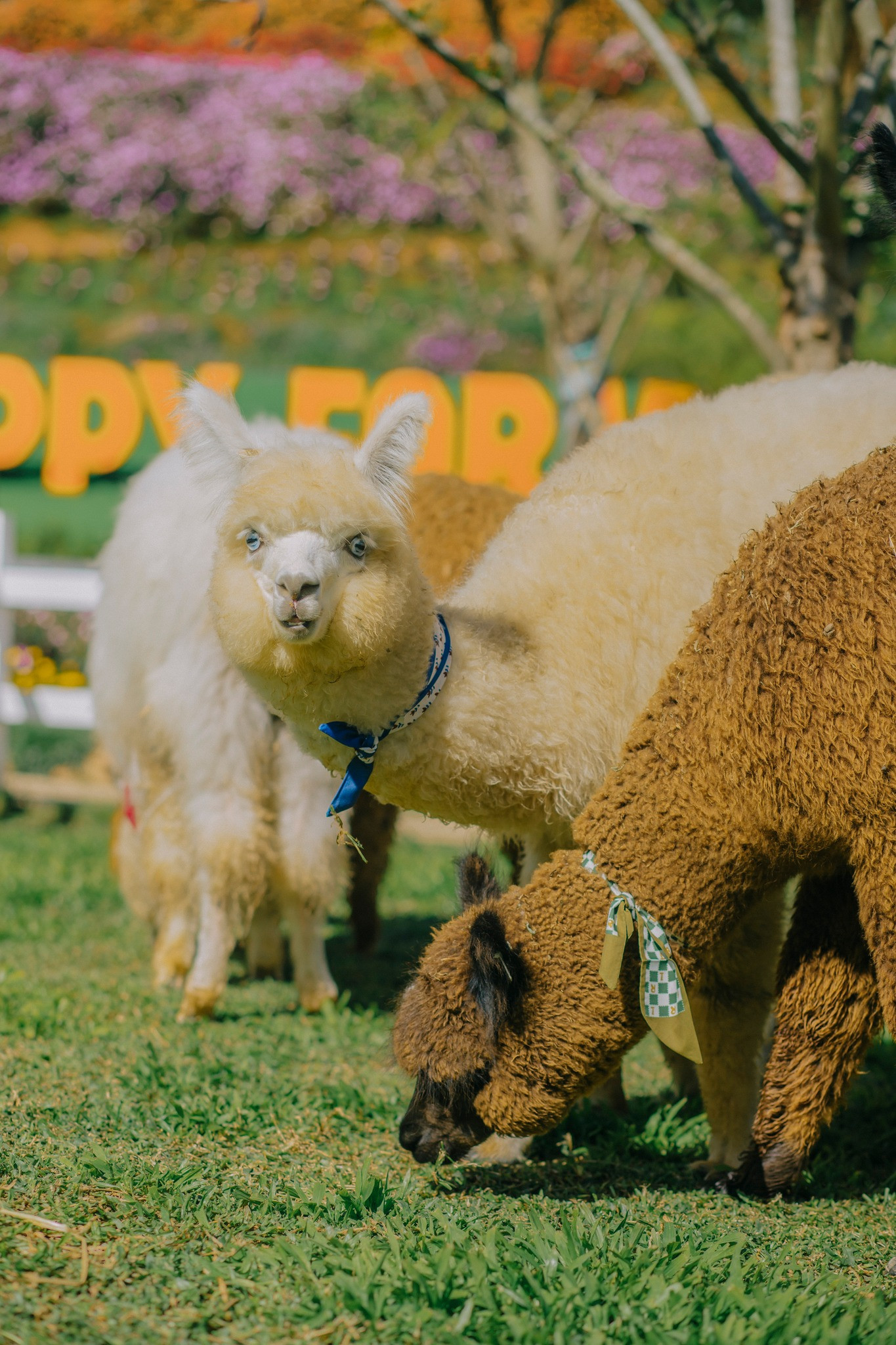 Một Siêu Phẩm Đã Ra Mắt Tại Puppy Fram Cùng SGC Trải Nghiệm Nào