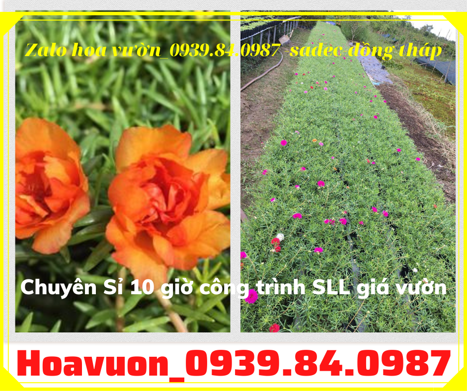 Bán chậu hoa mười giờ đẹp giá rẻ liên hệ 0939840987