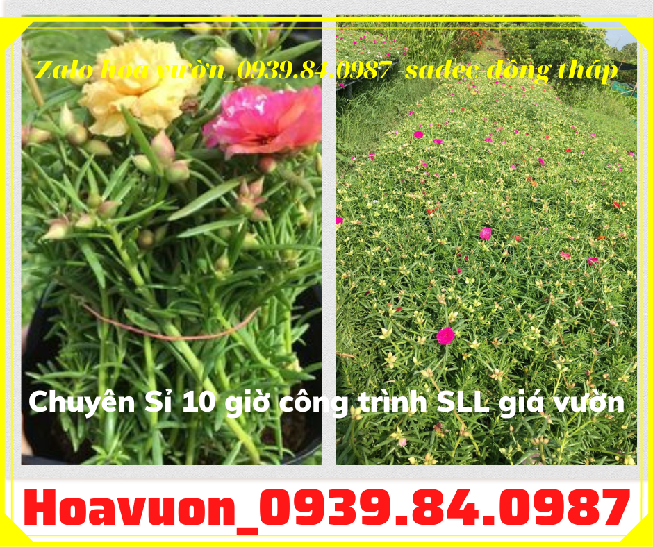 Bán chậu hoa mười giờ đẹp giá rẻ liên hệ 0939840987