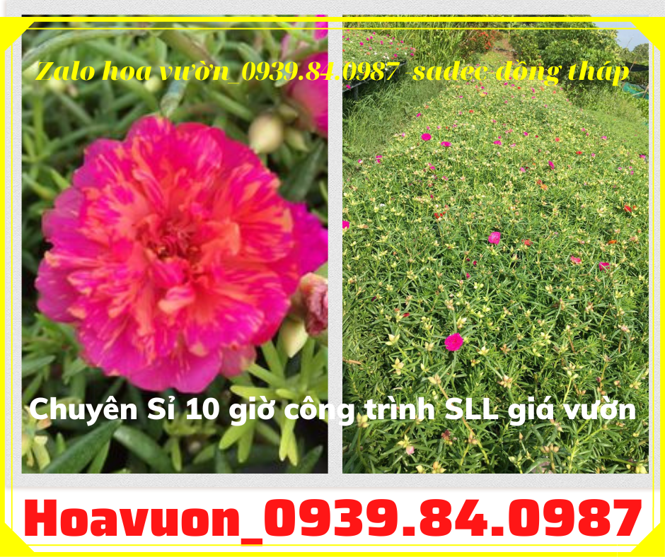 Bán chậu hoa mười giờ đẹp giá rẻ liên hệ 0939840987