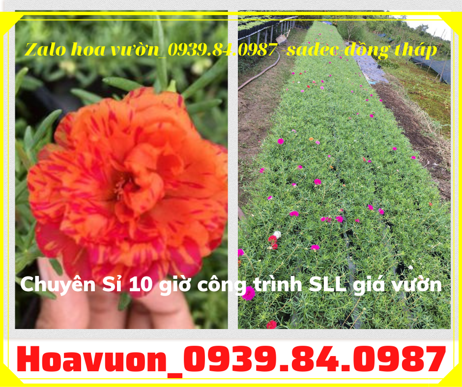 Bán chậu hoa mười giờ đẹp giá rẻ liên hệ 0939840987