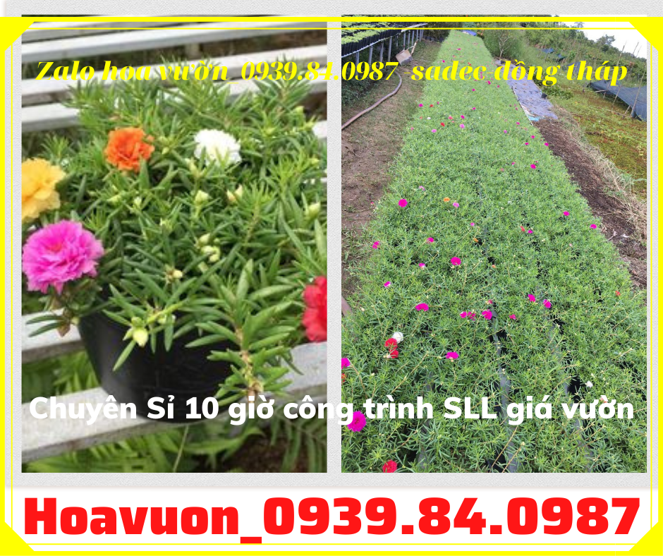 Bán chậu hoa mười giờ đẹp giá rẻ liên hệ 0939840987