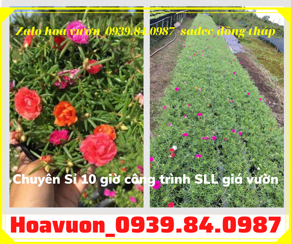 Bán chậu hoa mười giờ đẹp giá rẻ liên hệ 0939840987