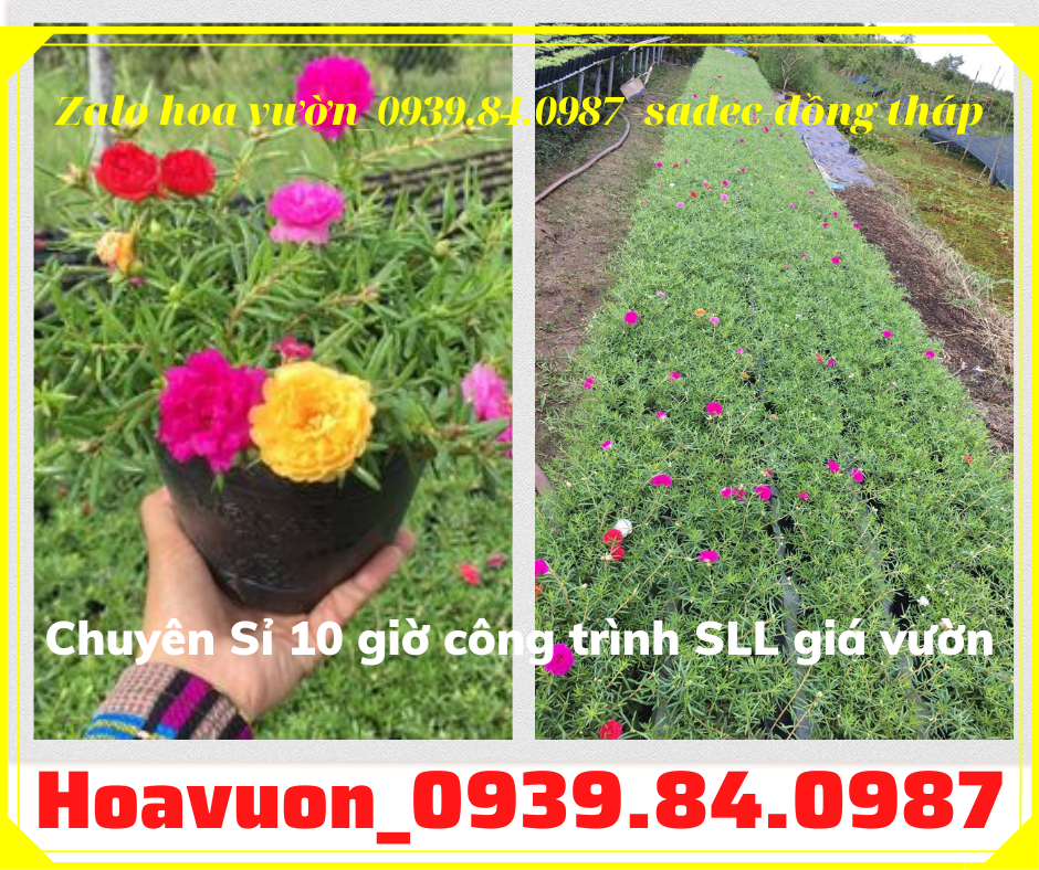 Bán chậu hoa mười giờ đẹp giá rẻ liên hệ 0939840987