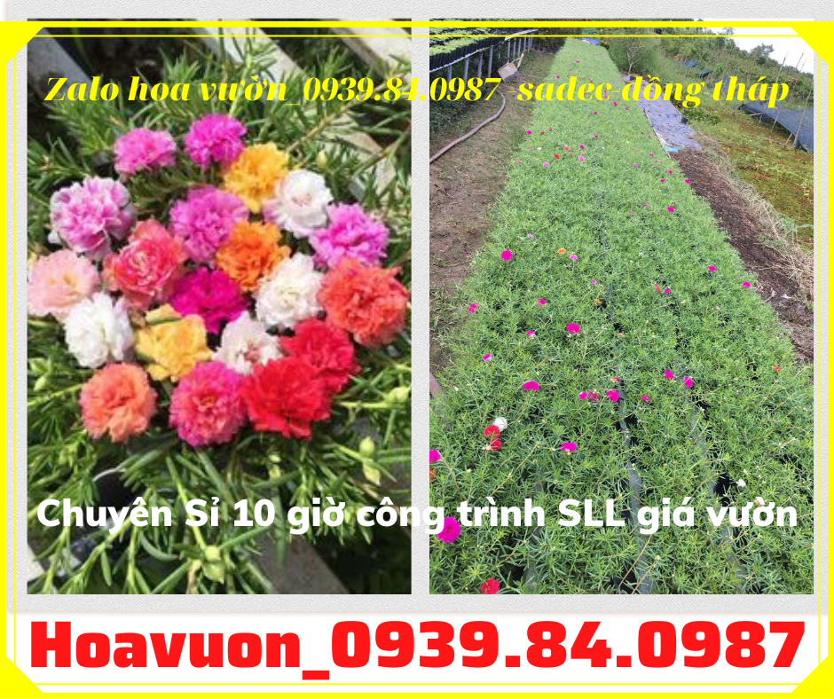 Bán chậu hoa mười giờ đẹp giá rẻ liên hệ 0939840987