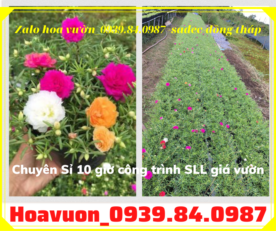 Chậu hoa mười giờ đẹp liên hệ 0939840987